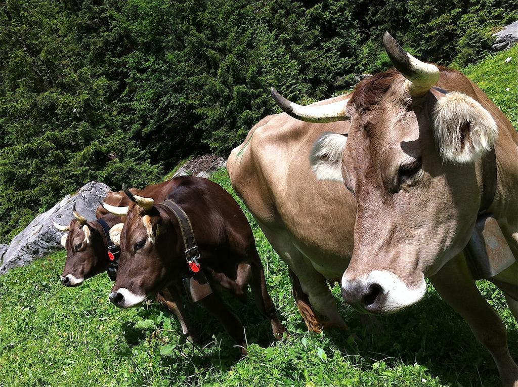 Sam&Cindy Mühlemann Daire Interlaken Dış mekan fotoğraf